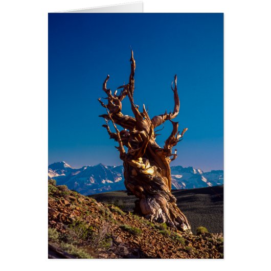 Ancient Bristlecone Pine Tree White Mountains, CA Cards (Front)