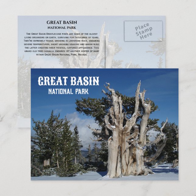 Ancient Bristlecone Pine, Winter, Great Basin NP  Postcard (Front/Back)