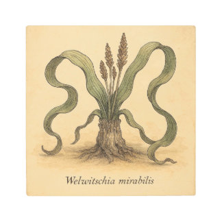 Ancient Desert Flora Art – Rare Welwitschia Print