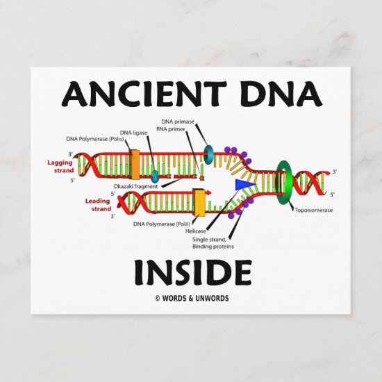 Ancient DNA Inside (DNA Replication Humor)