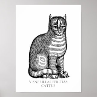 Ancient Fuzzy Cat Poster