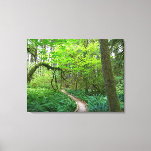 Ancient Groves Trail at Olympic National Park Canvas Print