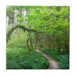 Ancient Groves Trail at Olympic National Park Ceramic Tile