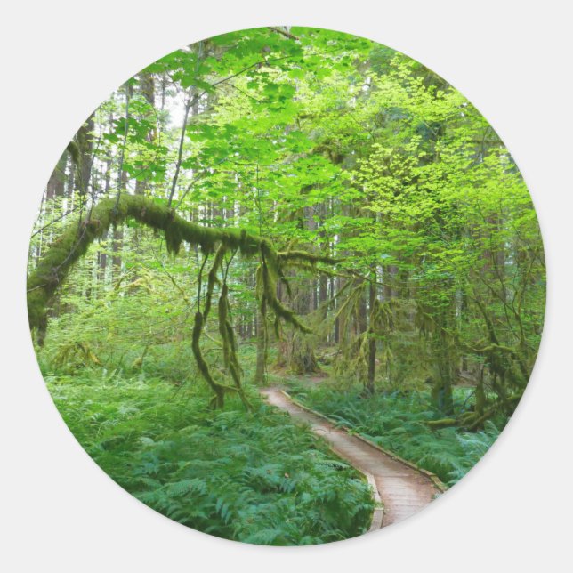 Ancient Groves Trail at Olympic National Park Classic Round Sticker (Front)