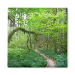 Ancient Groves Trail at Olympic National Park Magnet