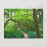 Ancient Groves Trail at Olympic National Park Postcard