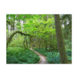 Ancient Groves Trail at Olympic National Park Postcard