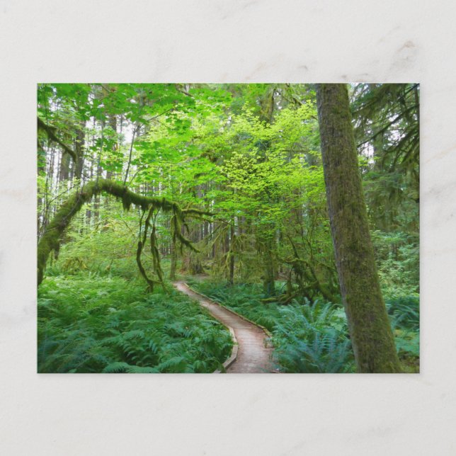 Ancient Groves Trail at Olympic National Park Postcard (Front)
