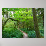Ancient Groves Trail at Olympic National Park Poster
