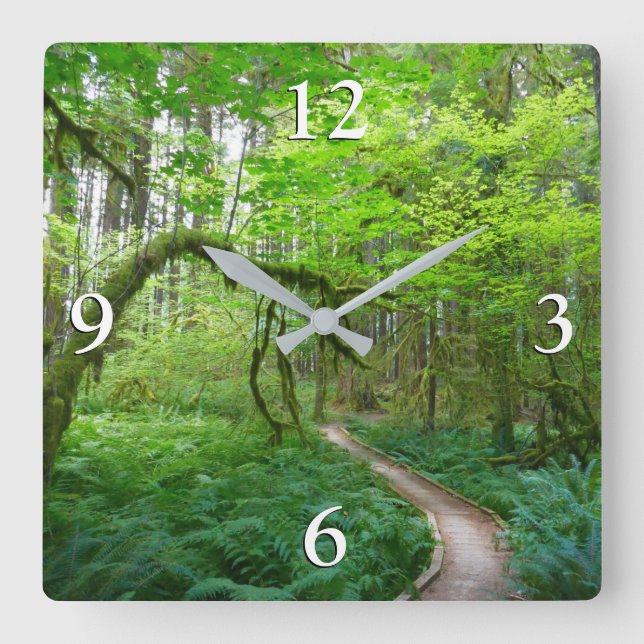 Ancient Groves Trail at Olympic National Park Square Wall Clock (Front)