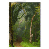 Ancient Oaks Trail (Front)