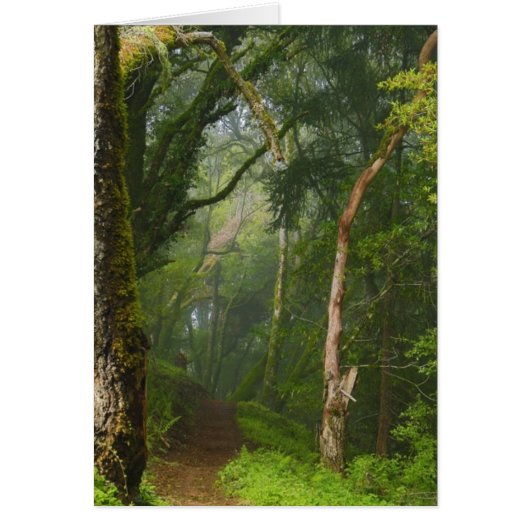 Ancient Oaks Trail Cards (Front)