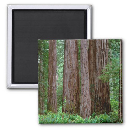 Ancient Redwoods Towering Magnet