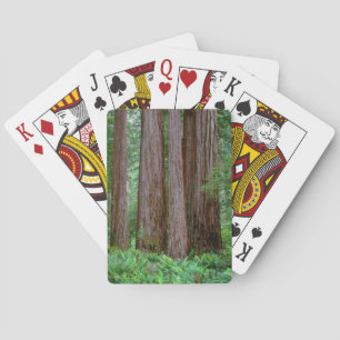 Ancient Redwoods Towering Poker Cards
