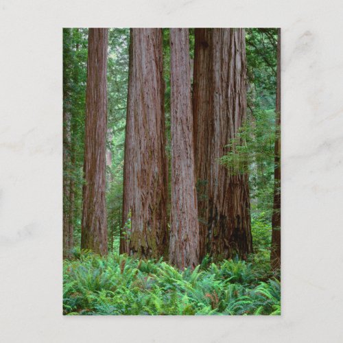Ancient Redwoods Towering Postcard