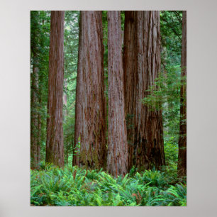 Ancient Redwoods Towering Poster