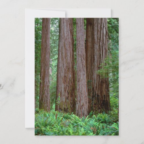 Ancient Redwoods Towering Thank You Card