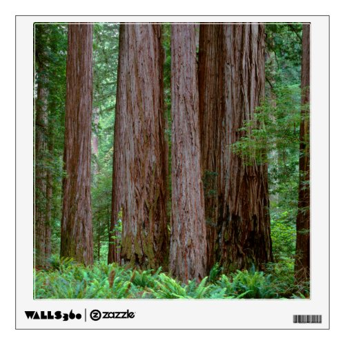 Ancient Redwoods Towering Wall Decal