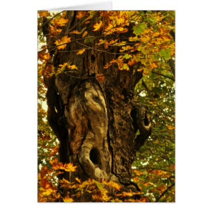 Ancient Tree Blank Card