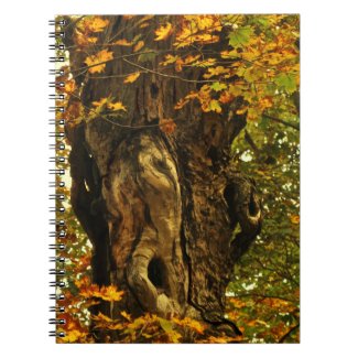 Ancient Tree Notebook