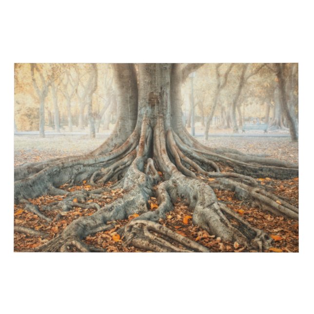 Ancient Tree Roots Faux Canvas Print (Front)