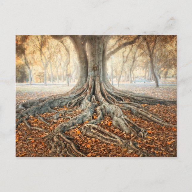 Ancient Tree Roots Postcard (Front)