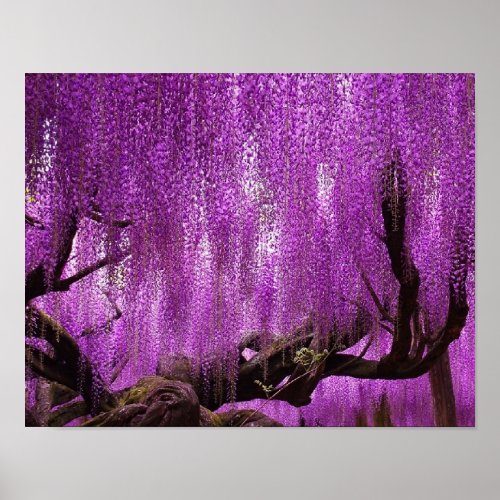 Ancient Wisteria Purple Lavender Flowers poster