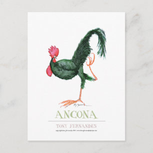 Ancona Hen, tony fernandes Postcard