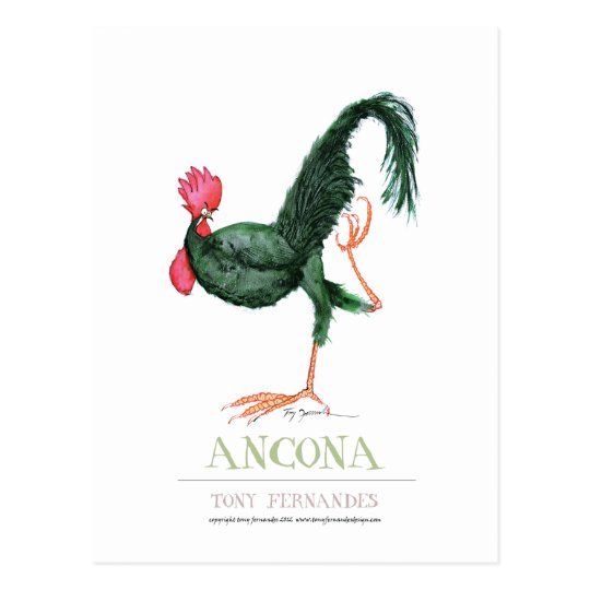 Ancona Hen, tony fernandes Postcard