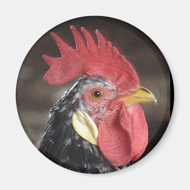 Ancona Roo Magnet (Front)