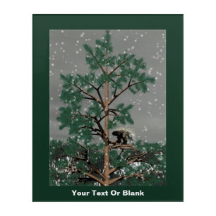 And A Porcupine In A Pine Tree Acrylic Print