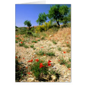 Andalucian landcape with poppies. (Front)