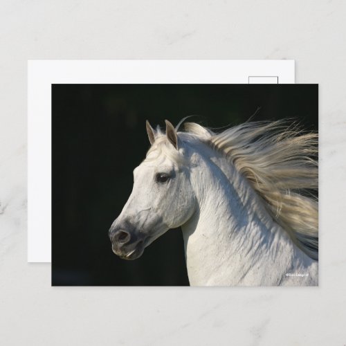 Andalucian Stallion Headshot Mane Flowing Postcard