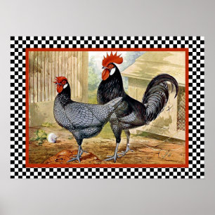 Andalusian Chickens in Farm Poster