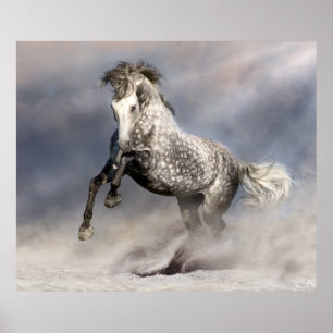 Andalusian dapple grey horse in motion poster