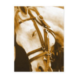 Andalusian Postcard