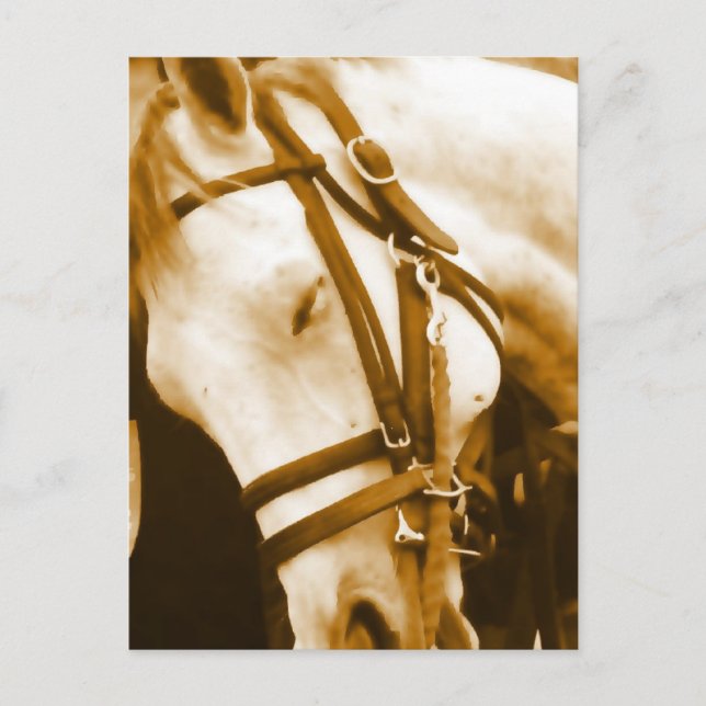 Andalusian Postcard (Front)