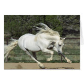 Andalusian Stallion running, PR (Front Horizontal)