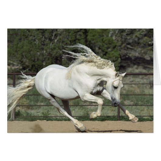Andalusian Stallion running, PR Cards (Front Horizontal)