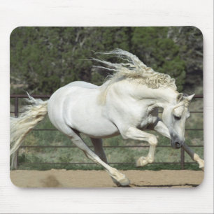 Andalusian Stallion running, PR Mouse Pad