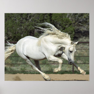 Andalusian Stallion running, PR Poster