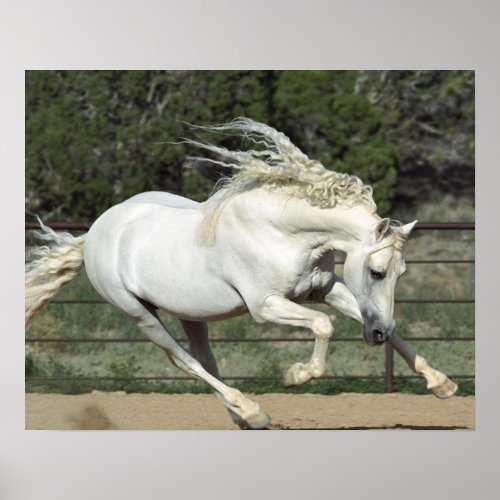 Andalusian Stallion running PR Poster