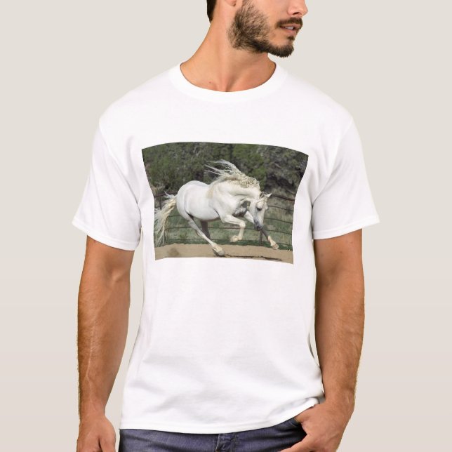 Andalusian Stallion running, PR T-Shirt (Front)