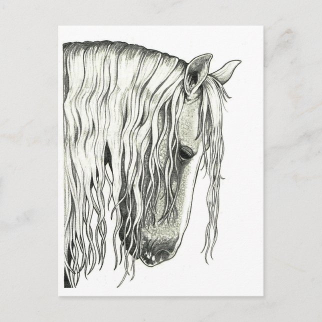 Andalusian True Romantic Horse Postcard (Front)