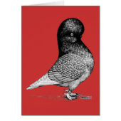 Andalusian Tumbler Pigeon (Front)