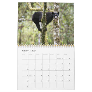 Andean Bears II -15 month calendar 1/2012 - 3/2013