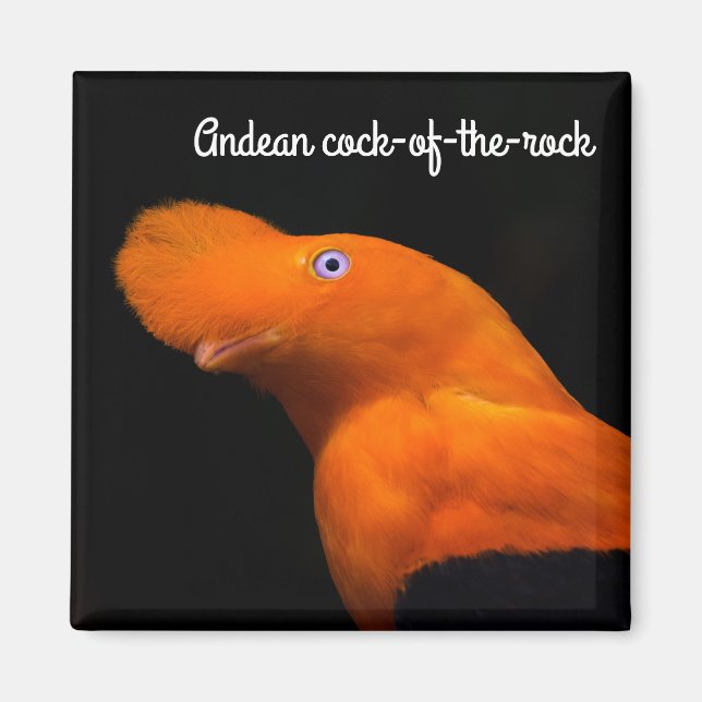 Andean cock-of-the-rock magnet (Front)