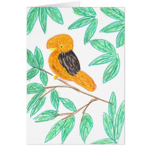 Andean CockOfTheRock (Rupicola peruvianus) Cards (Front)
