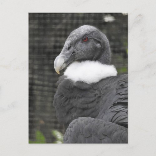 Andean Condor Postcard