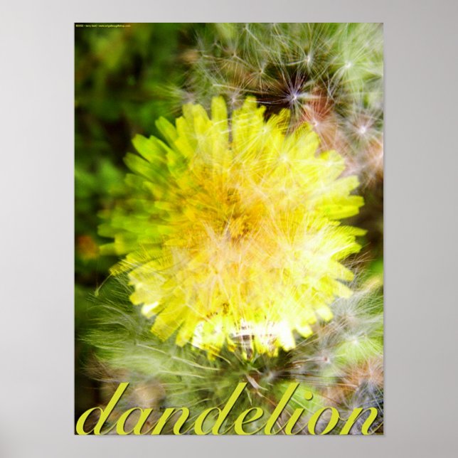 andelion poster (Front)